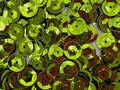 Sequins 8mm 800/Pkg by Golden+Leaf