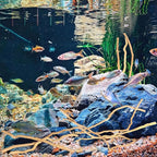 Hamiledyi Natural Driftwood for Aquarium Decor - Image 5