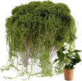 USMOLA Fake Moss for Potted Plants Indoor, 7OZ Green Moss for Crafts by USMOLA