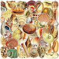 50PCS Aesthetic Sea Shell Stickers, PET Conch & Clamshell Decals, Waterproof by Unknown