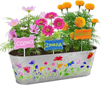 Dan&Darci Paint & Plant Flower Growing Kit - Image 8