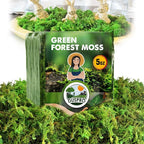 DUSPRO Green Forest Moss for Crafts, Real Dried Decorative Moss, 5 oz | Indoor by DUSPRO
