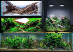Azil Natural Driftwood 9''-12'' – Perfect Aquarium Decoration - Image 8
