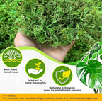 DUSPRO Green Forest Moss for Crafts, Real Dried Decorative Moss, 1.25 Lbs | - Image 2