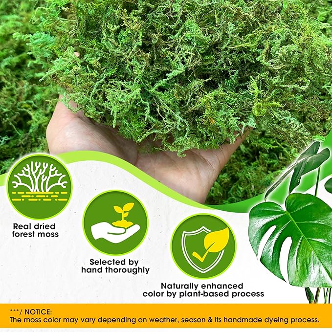 DUSPRO Green Forest Moss for Crafts, Real Dried Decorative Moss, 1.25 Lbs | - Image 2