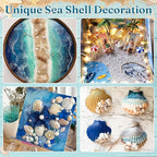 Zefy 23 Types Small Sea Shells for Crafts, Mini Shells for Vase Filler Beach - Image 4