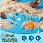 MORFEN Sea Shells, Mixed Ocean Seashells, 15 Kinds 1.2"-3.9" Various Sizes - Image 3