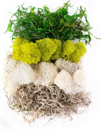 SuperMoss Moss Mix – Premium Decorative Moss - Image 2