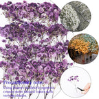 50Pcs Babys Breath Dried Pressed Flowers - Image 4
