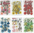 Woohome 126PCS Real Pressed Flowers, Dried Pressed Flowers Colorful Real by Woohome