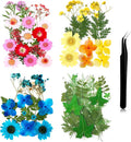 Nuanchu Dried Pressed Flowers for Crafts Resin Christmas Dried Flowers Bulk by Nuanchu