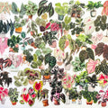 Yoksas Nature Alocasia Green Plants Stickers by YOKSAS