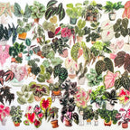 Yoksas Nature Alocasia Green Plants Stickers by YOKSAS